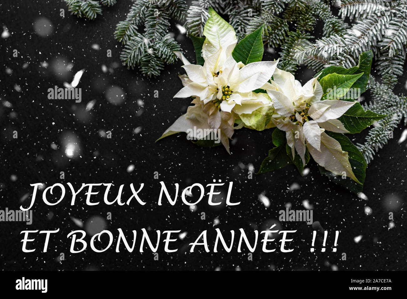 White poinsettia flower with fir tree and snow on dark background and snow. Christmas greetings card. Elegant postcard. Christmastime. 'Joyeux Noël' Stock Photo