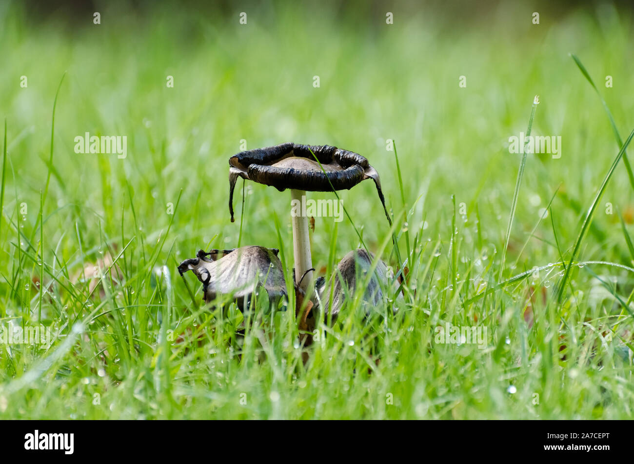 Lacrymaria lacrymabunda, fungi mushrooms in the grass in a forest in Germany, Western Europe Stock Photo