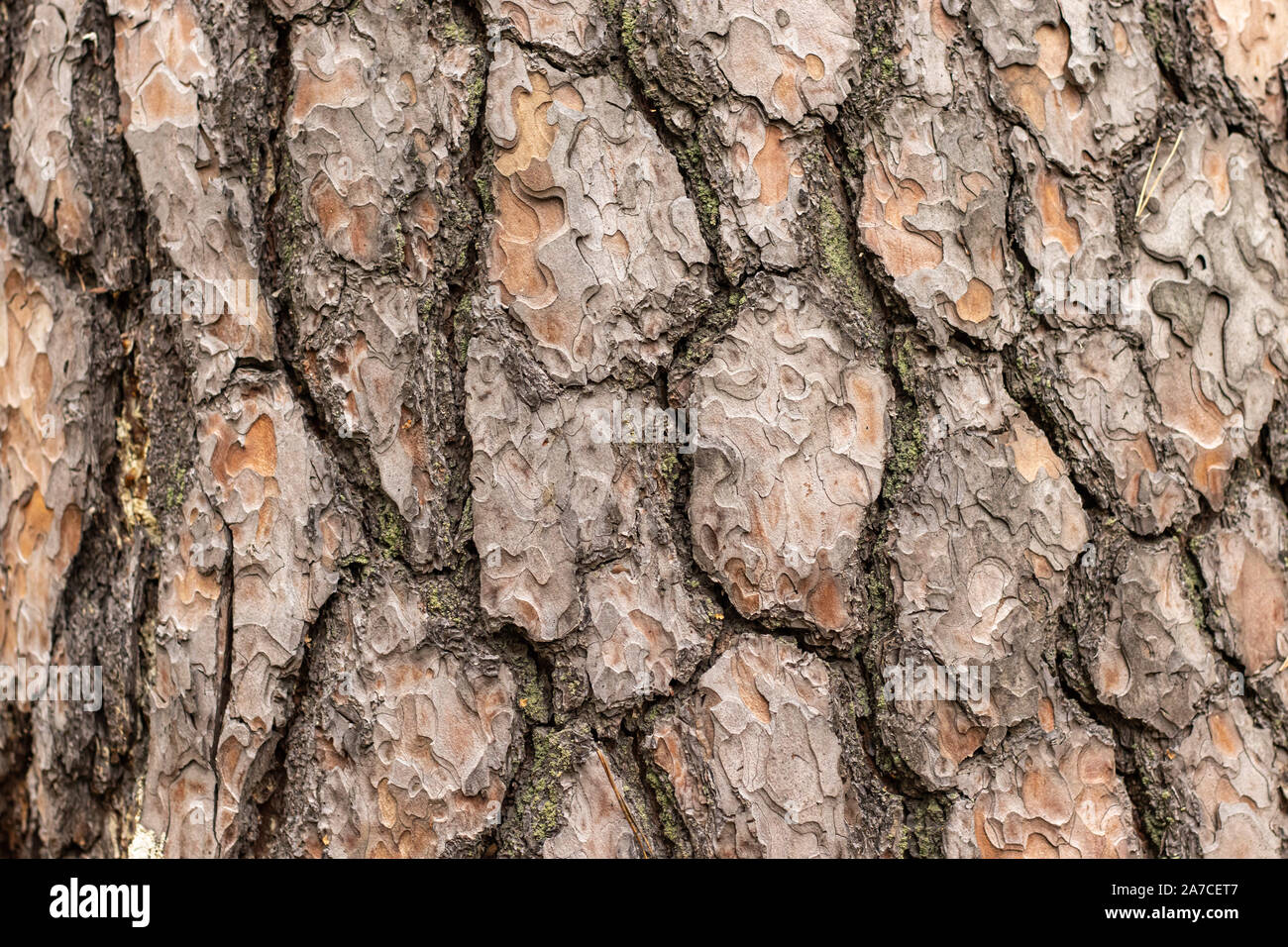 Texture of pine tree bark with cracks Stock Photo - Alamy