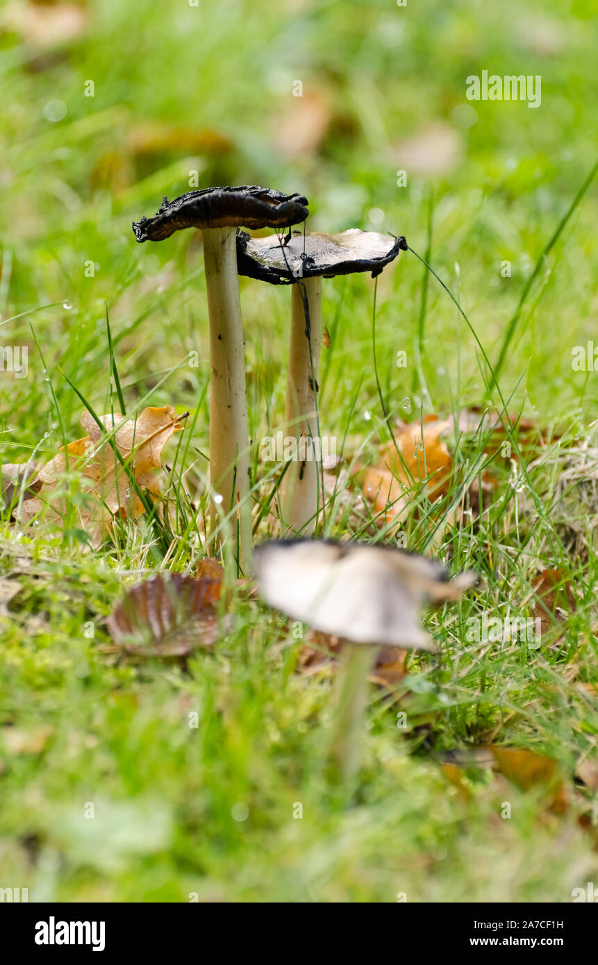 Lacrymaria lacrymabunda, fungi mushrooms in the grass in a forest in Germany, Western Europe Stock Photo