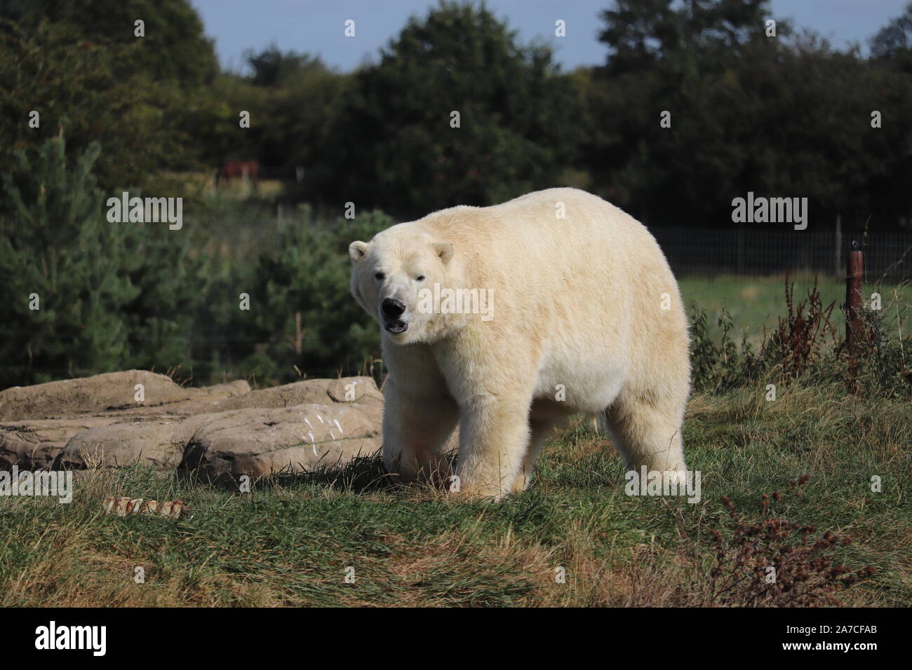 Male Polar Bear, Nissan (Ursus maritimus) Stock Photo