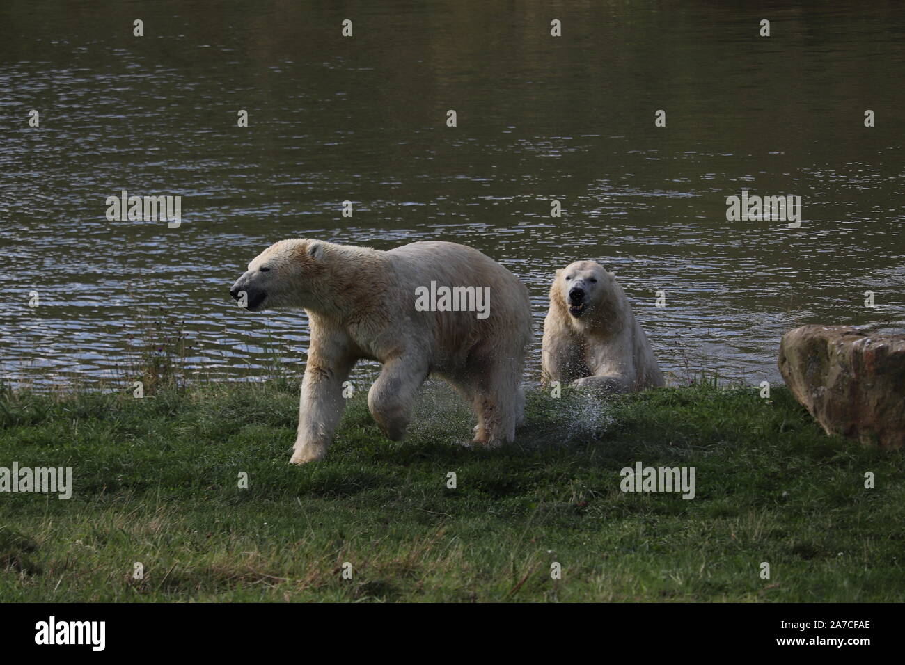 Male Polar Bears, Nobby & Nissan playing (Ursus maritimus) Stock Photo