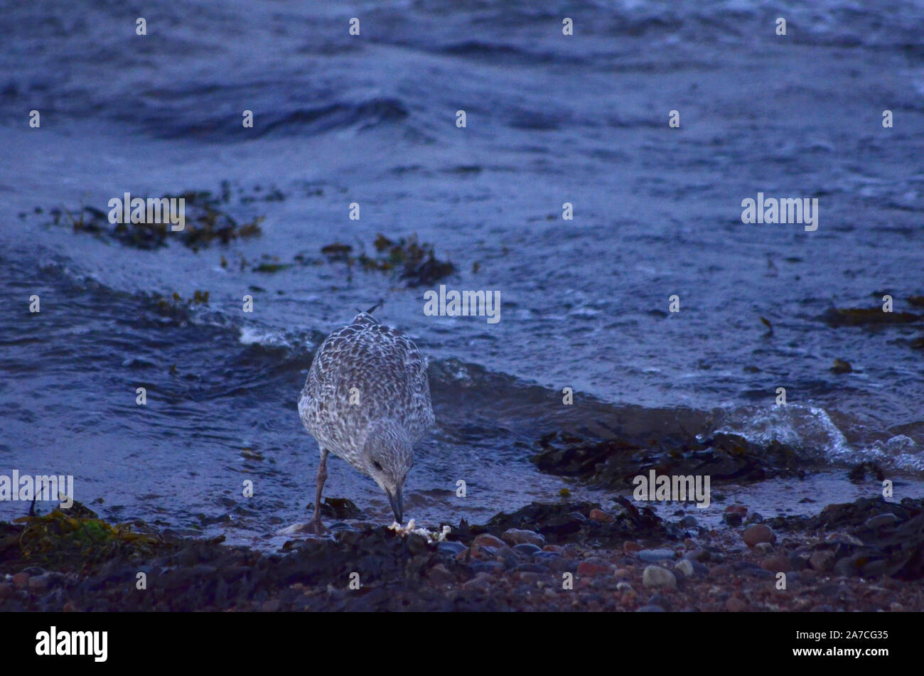 Common gull ( Larus argentatus ) at Channonry Point in the Moray Firth Scotland UK Stock Photo