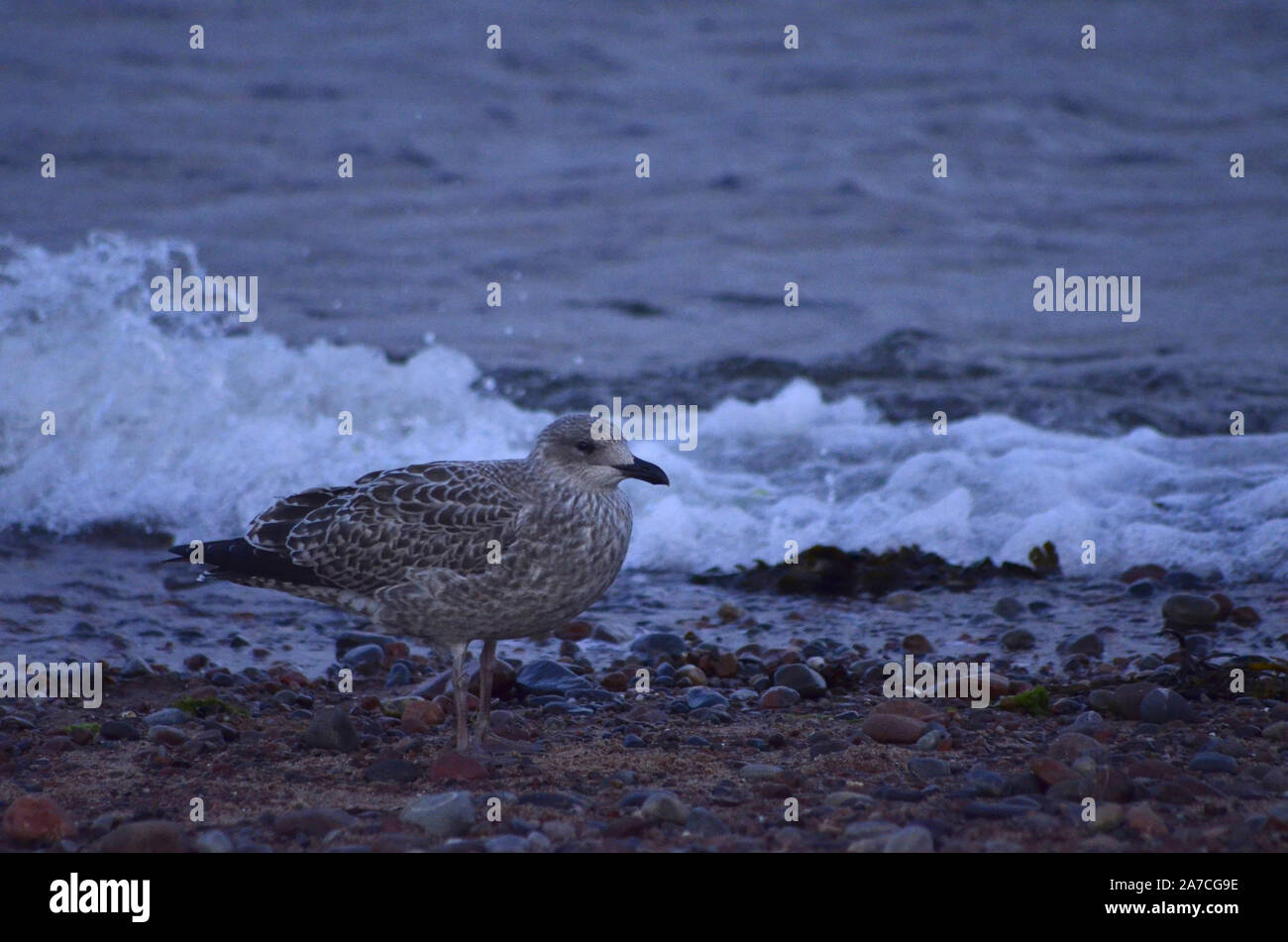 Common gull ( Larus argentatus ) at Channonry Point in the Moray Firth Scotland UK Stock Photo