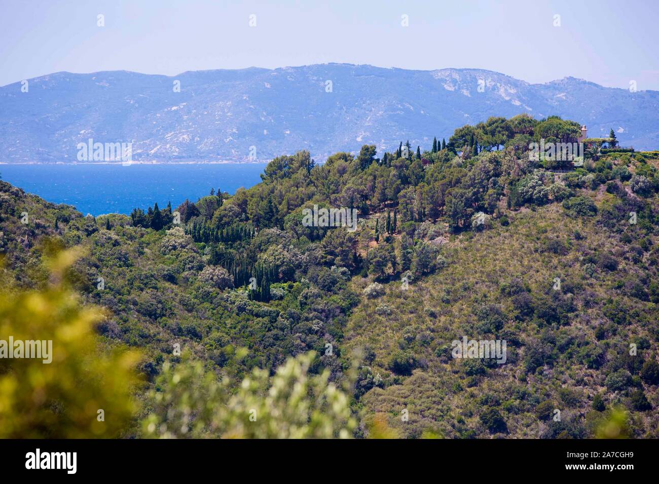 Blick von der im Thyrrenischen Meer liegenden Halbinsel Monte Argentario über Olivenbäume, Zypressen, Mohnblumen auf das Mittelmeer vor der Toskana. D Stock Photo