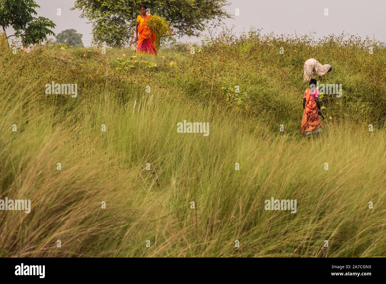 Elderly,women,agriculturists,manually,working,on ,field,Lalgarh,Jhargram,West Bengal,India. Stock Photo