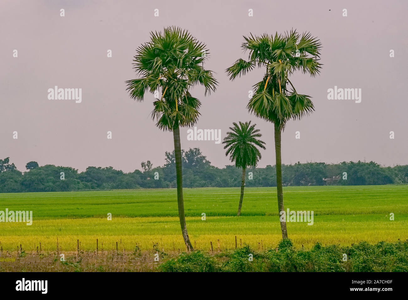 Rural Bengal,panorama,paddy fielda,green,ripening,yellow ,colour,Palm trees,single date tree,Lalgarh,past Maoist area,since ,defunct,Jhargram,Jungle M Stock Photo