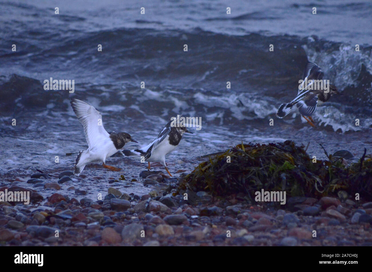 Turnstones ( Arenaria interpres ) on the beach at Channonry Point on the Black Isle of Inverness-shire Scotland UK Stock Photo