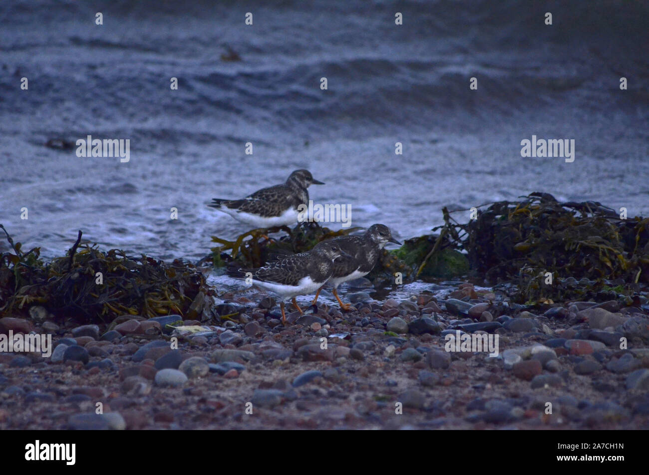 Turnstones ( Arenaria interpres ) on the beach at Channonry Point on the Black Isle of Inverness-shire Scotland UK Stock Photo