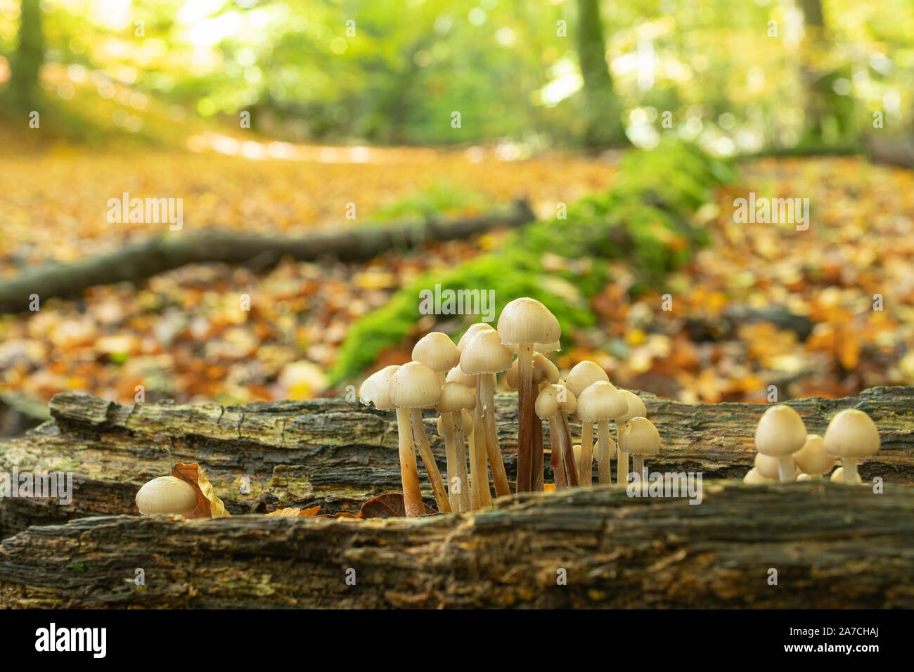 Clump of fungi on a rotting log in autumn woodland habitat at Burnham Beeches, UK Stock Photo