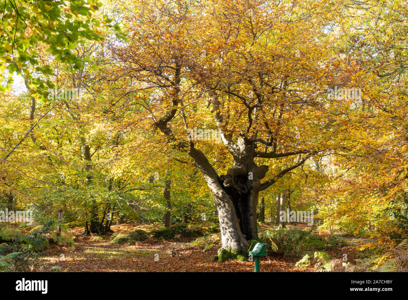 Burnham Beeches National Nature Reserve during autumn, Buckinghamshire