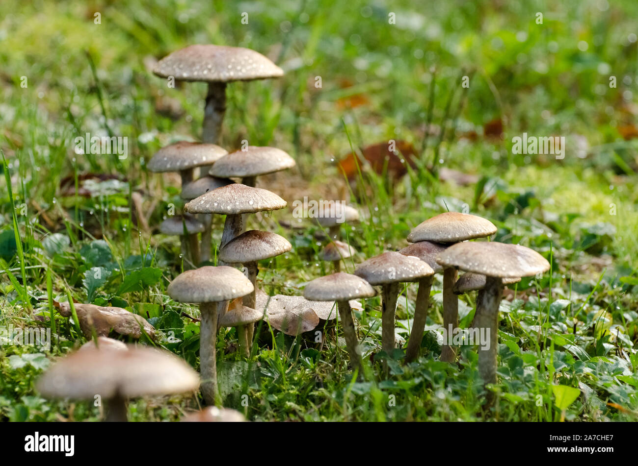 Lacrymaria lacrymabunda, fungi mushrooms in the grass in a forest in  Germany, Western Europe Stock Photo - Alamy