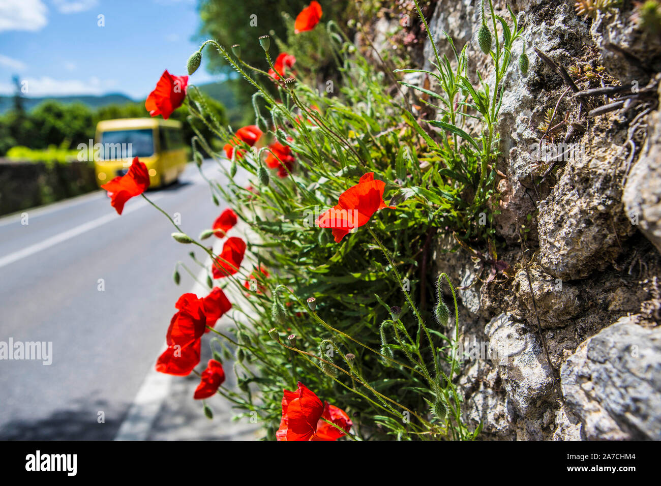 Knallrote Mohnblumen wachsen aus einer alten Mauer an einer Landstrasse in der Toskana bei Siena. Stock Photo