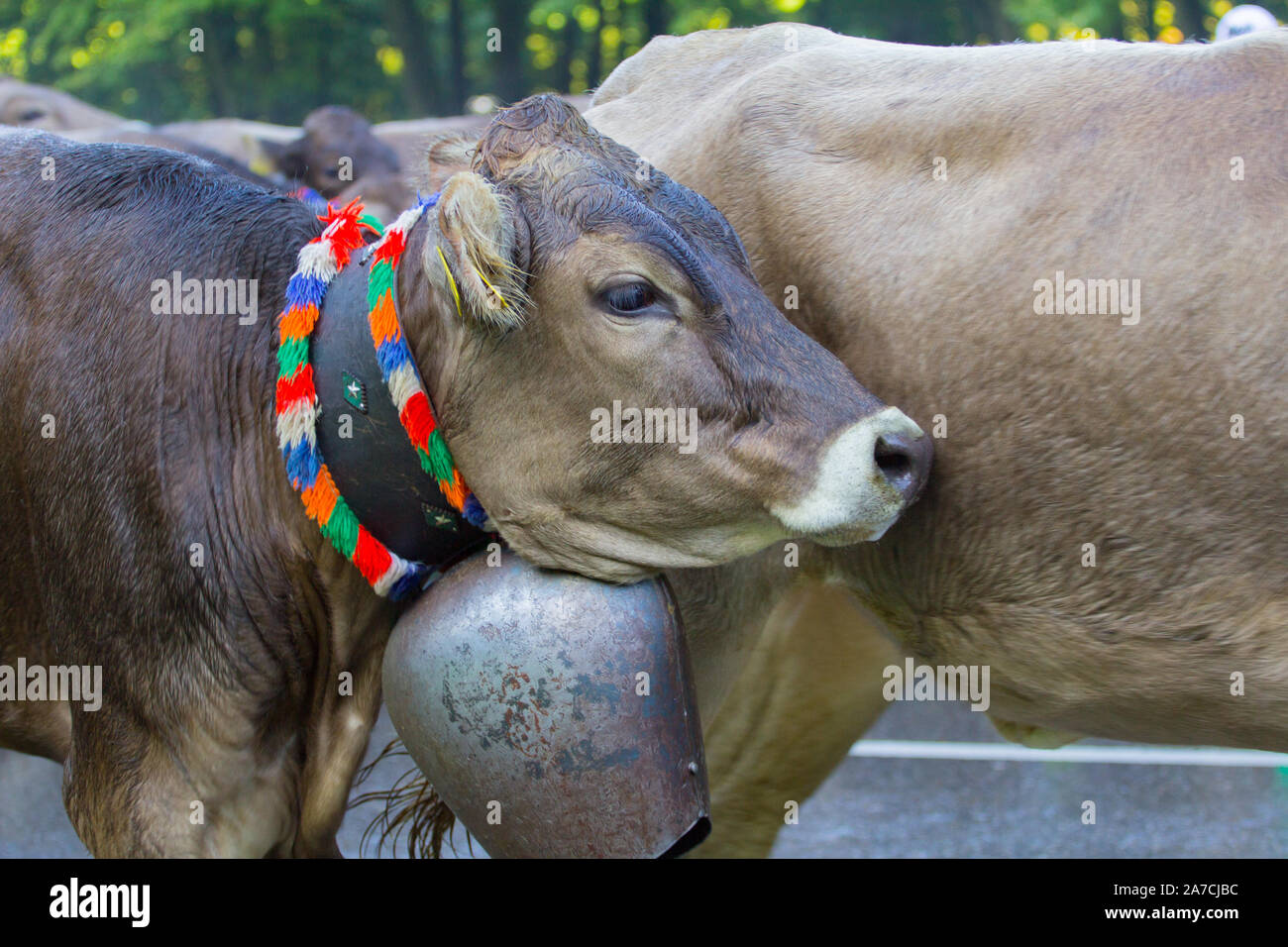 cow kuh bell glocke herde trieb Stock Photo Alamy