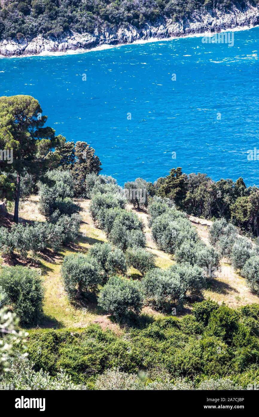 Olivenbäume wachsen auf den Küstenstreifen des Mittelmeeres, genauer des Thyrrenischen Meeres, in der südlichen Hälfte der Toskana in Italien. Der Oli Stock Photo