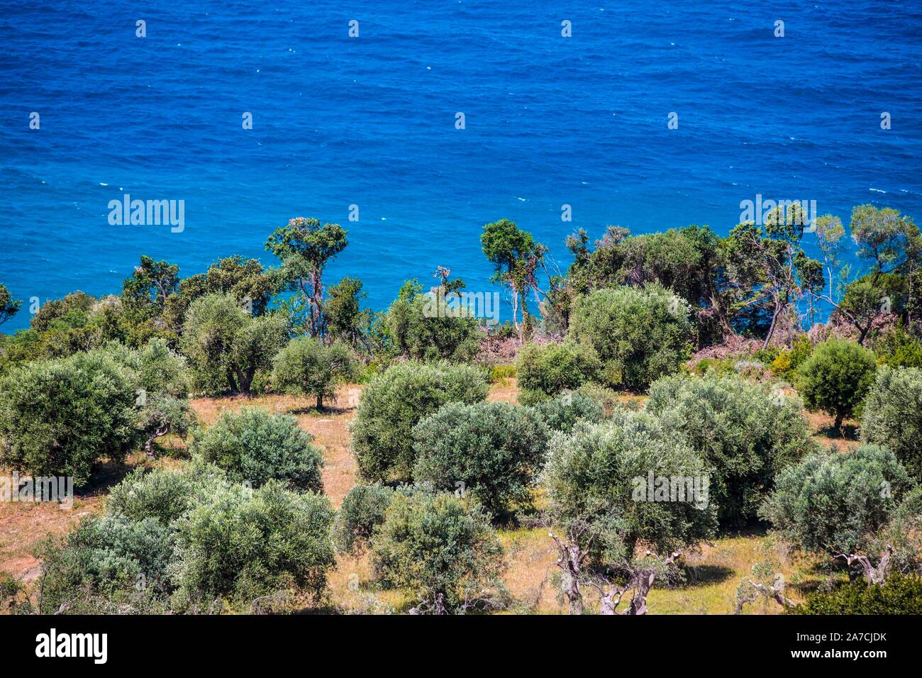 Olivenbäume wachsen auf den Küstenstreifen des Mittelmeeres, genauer des Thyrrenischen Meeres, in der südlichen Hälfte der Toskana in Italien. Der Oli Stock Photo