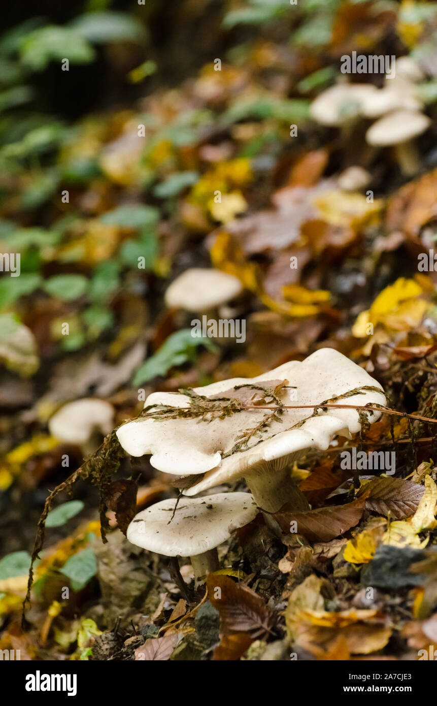 Agaricomycetes, fungi mushrooms in the grass in a forest during autumn in Germany, Western Europe Stock Photo