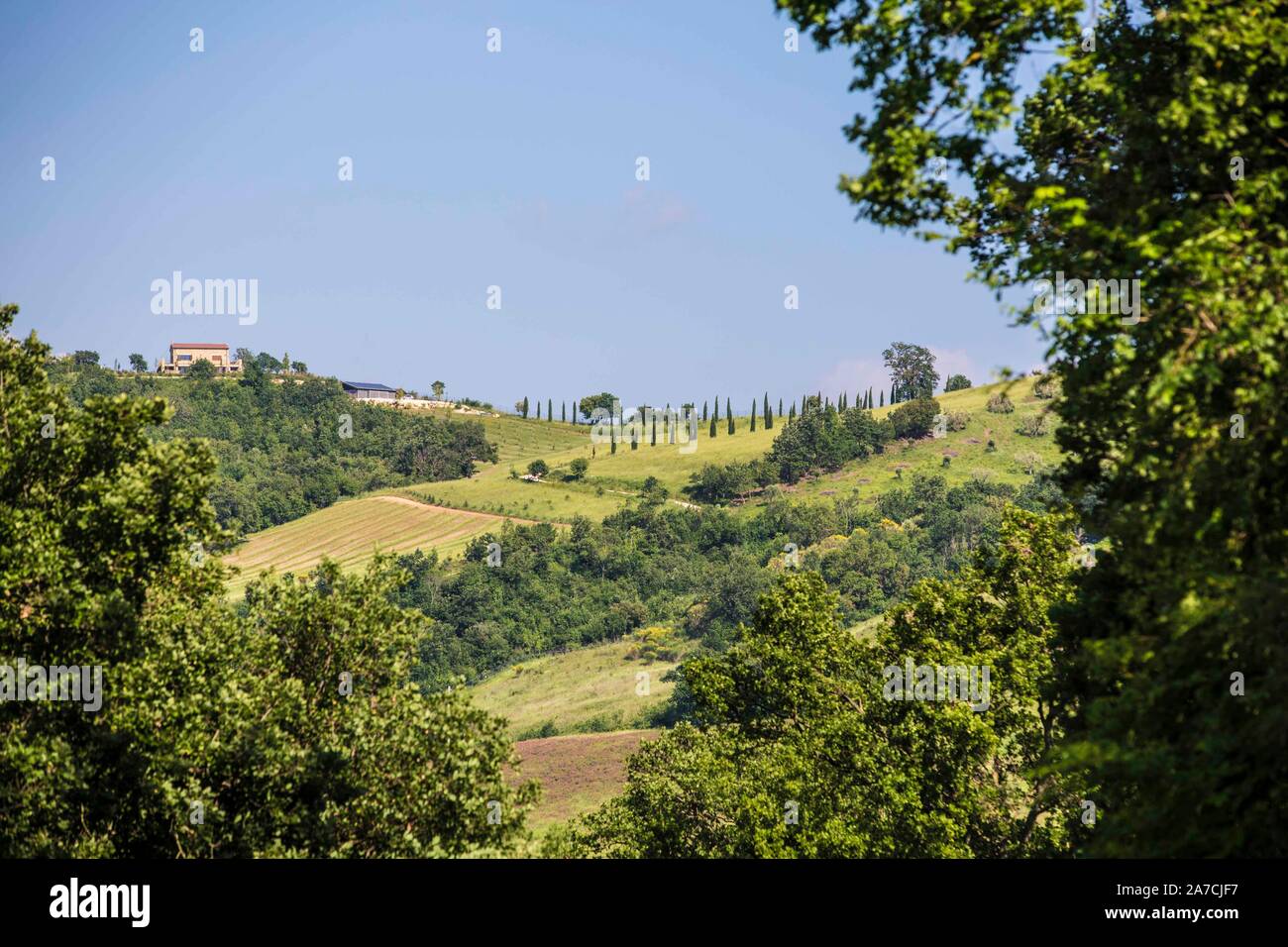 Die Toskana in Italien, wie sie seit Jahrhunderten aussieht: Zypressen und Olivenbäume, an und an eine Pinie und Steineiche, Hügel und blauer Himmel, Stock Photo