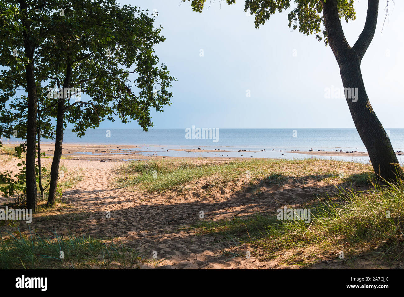 Sandy beach of the Gulf of Finland on a sunny summer day, Komarovo