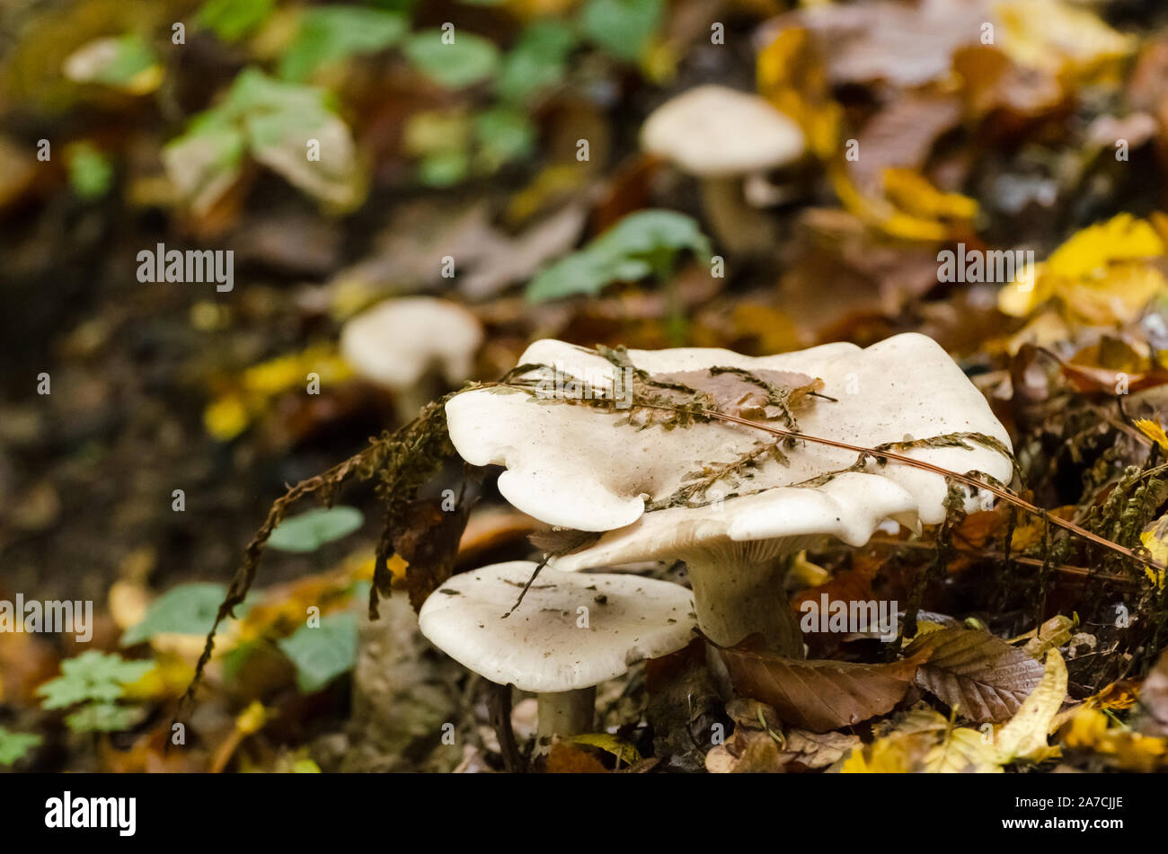 Agaricomycetes, fungi mushrooms in the grass in a forest during autumn in Germany, Western Europe Stock Photo