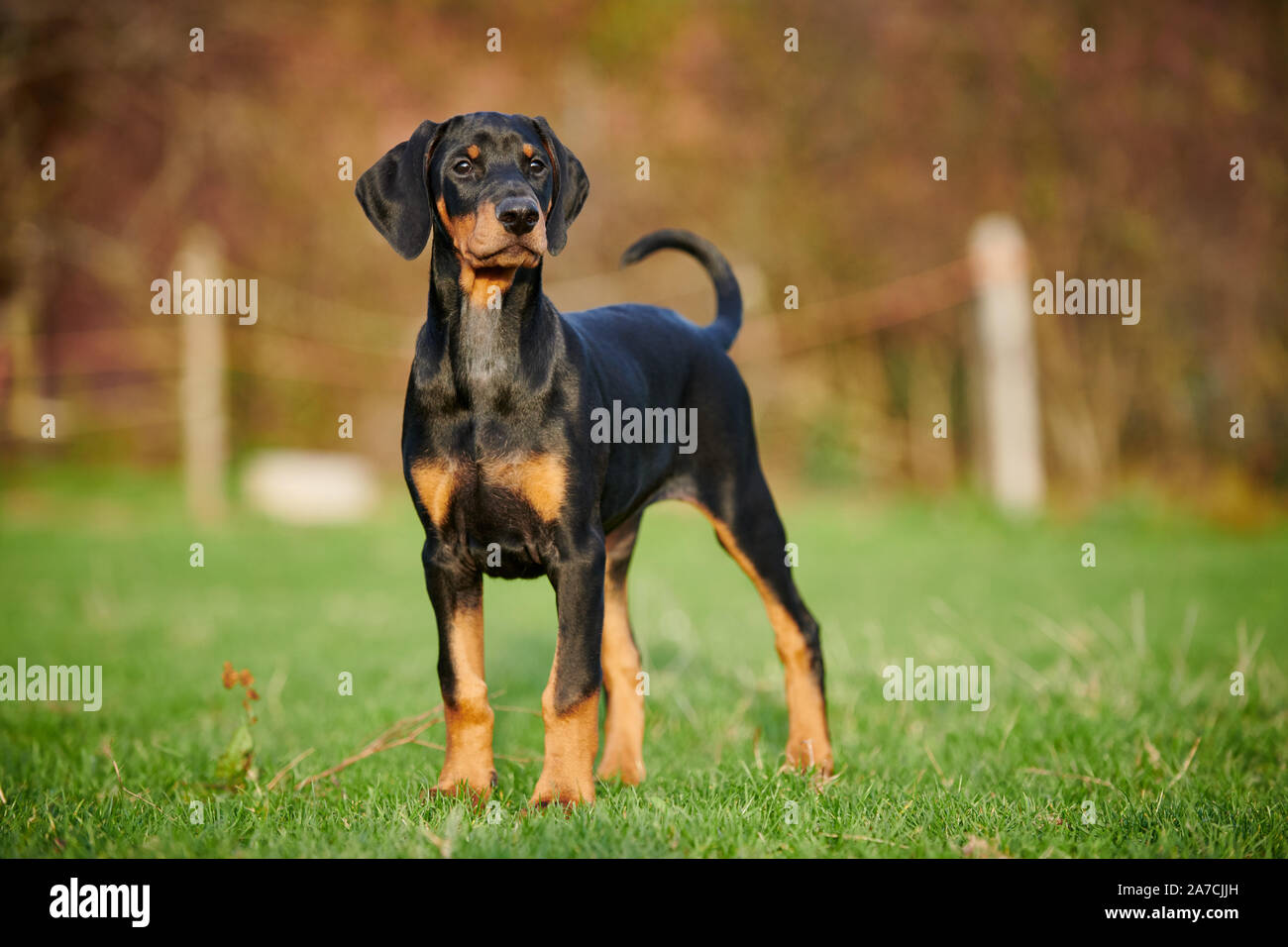 standing Doberman puppy Stock Photo