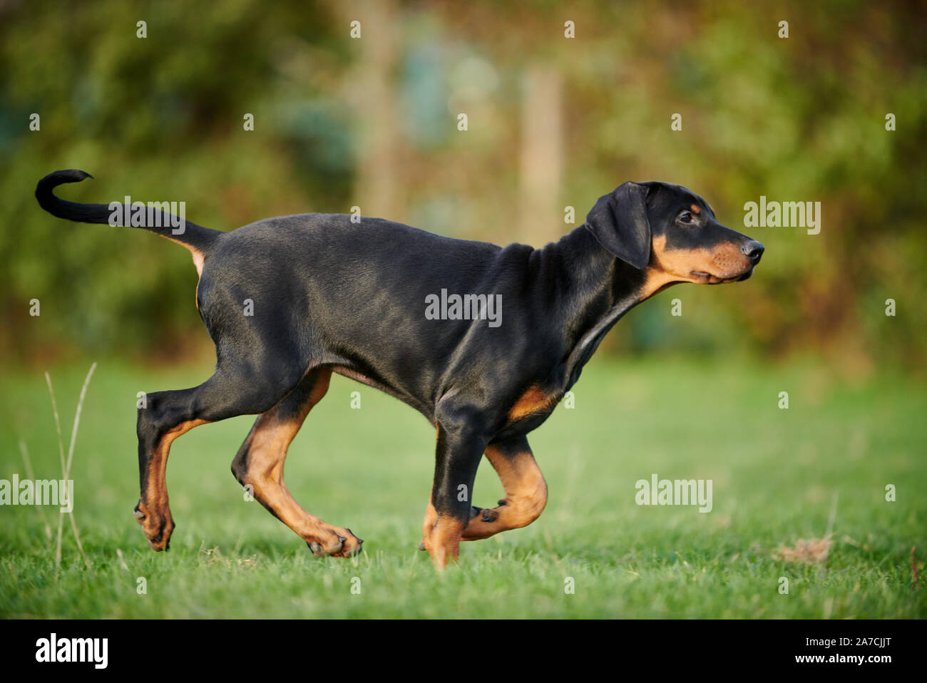 doberman puppy photo