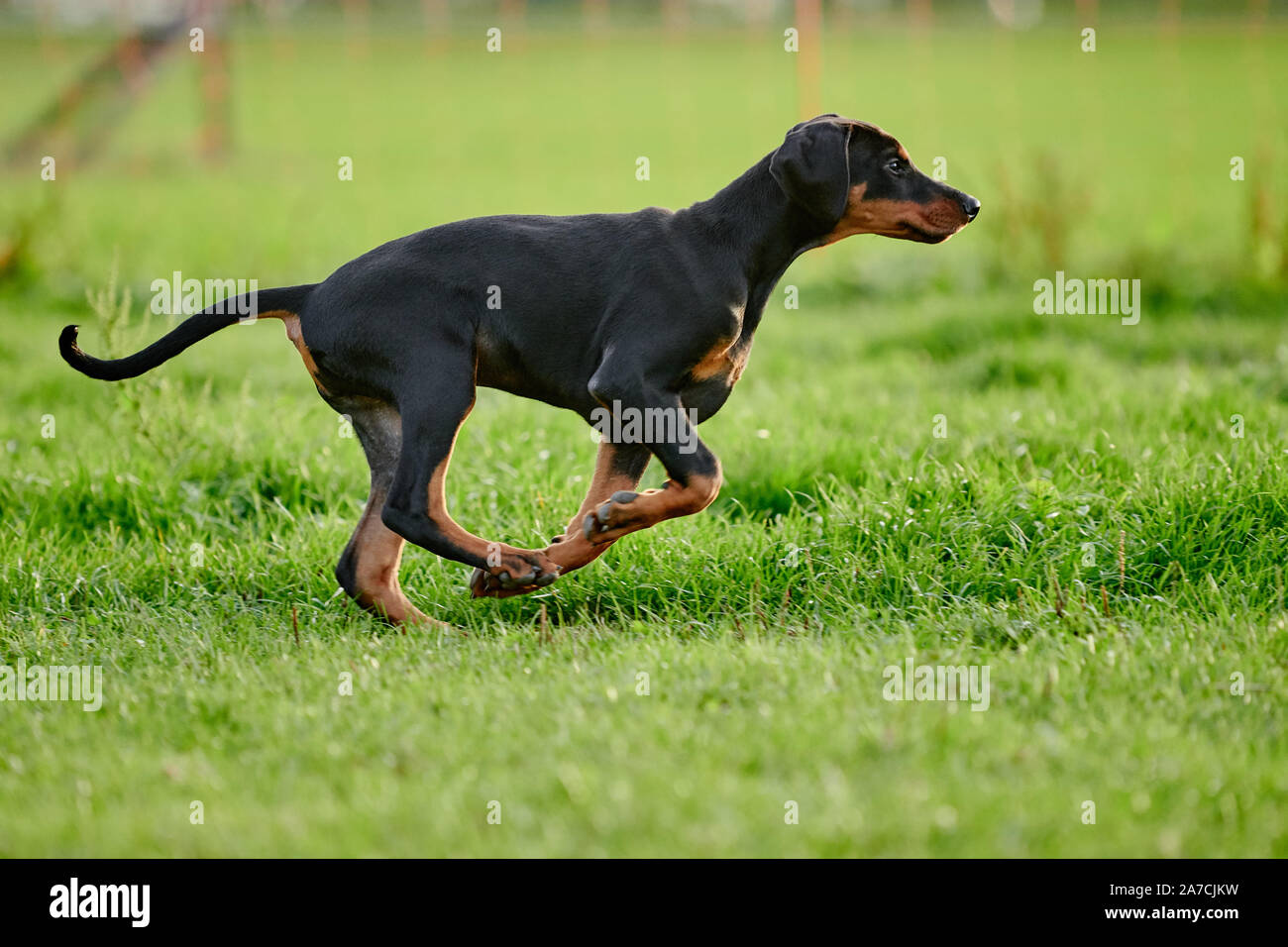 running Doberman puppy Stock Photo