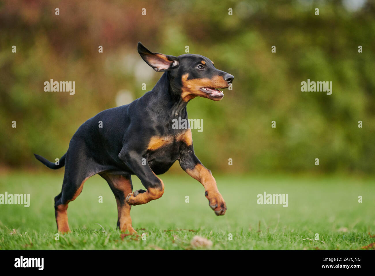 running Doberman puppy Stock Photo Alamy