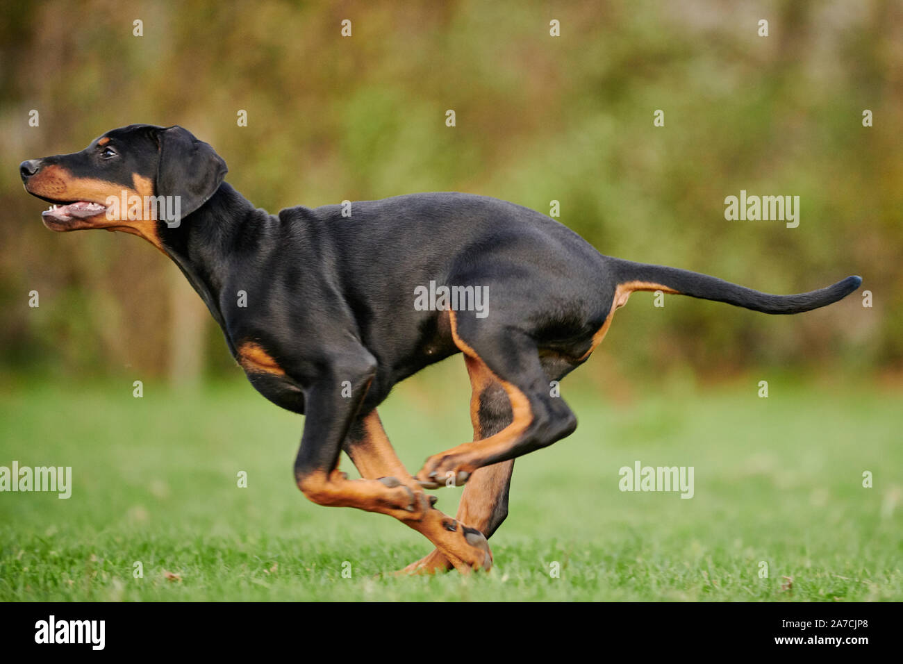 how long can doberman run