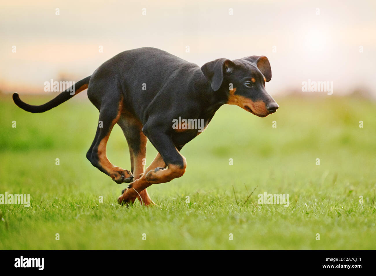 Are Dobermans Good Running Dogs