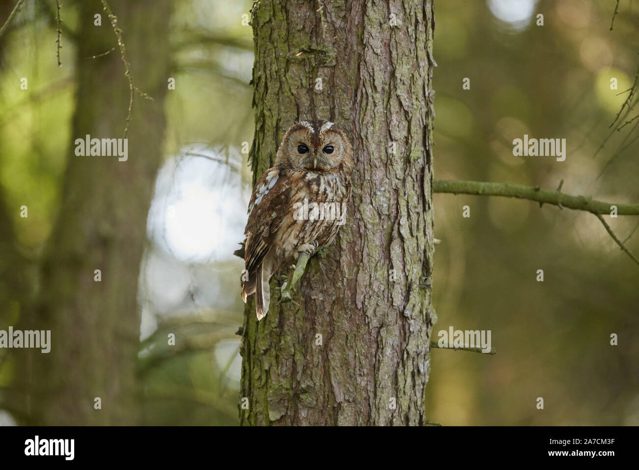 Tawny Owl, Strix aluco in a wood, East Yorkshire, UK Stock Photo