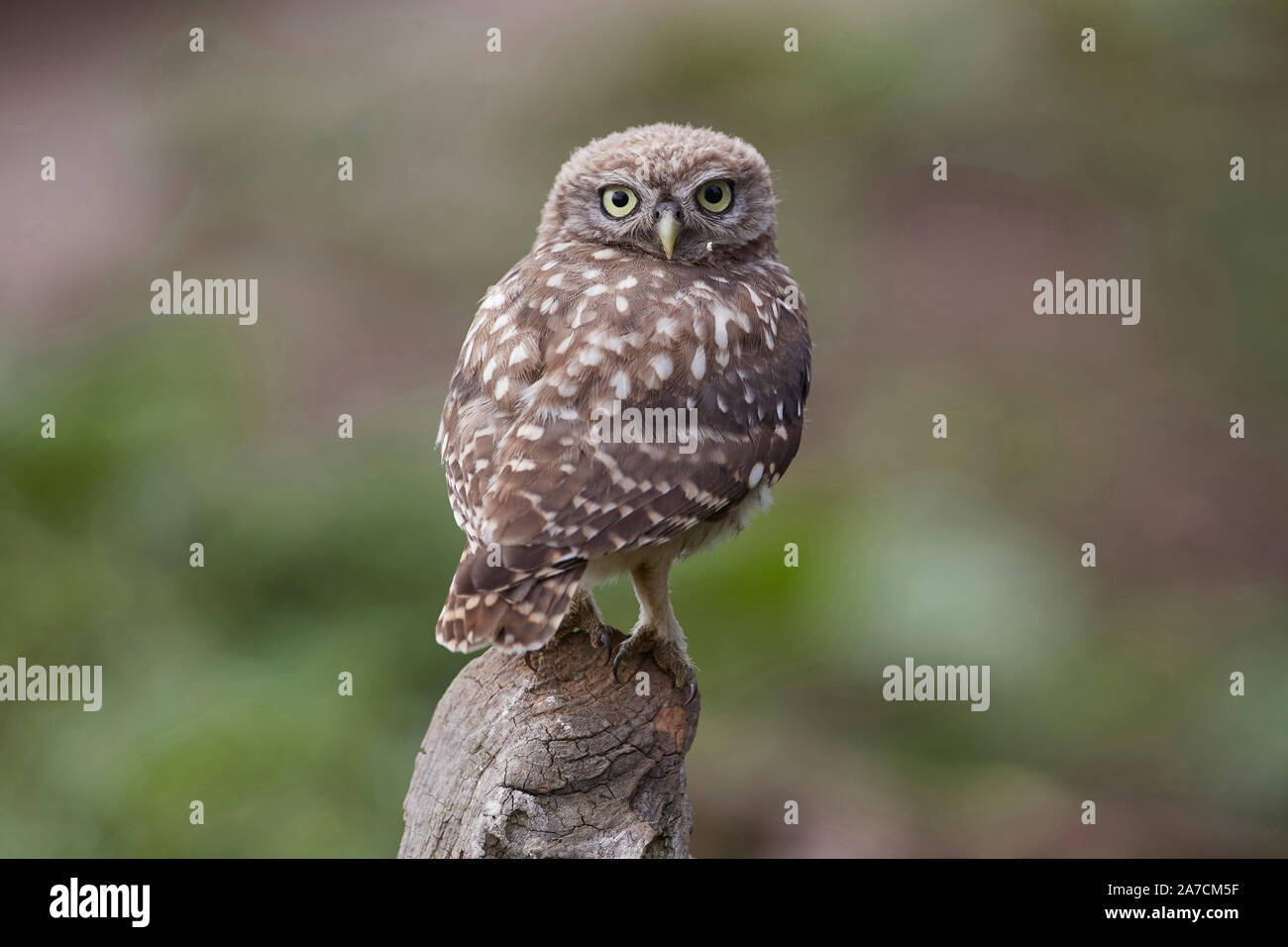 Liitle Owl owlet, Athene noctua on a perch after just fleding from the nest Stock Photo
