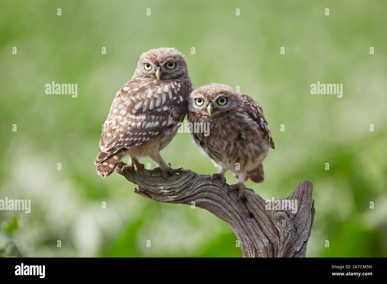 Two Little Owl owlets, Athene noctua on a perch. Stock Photo