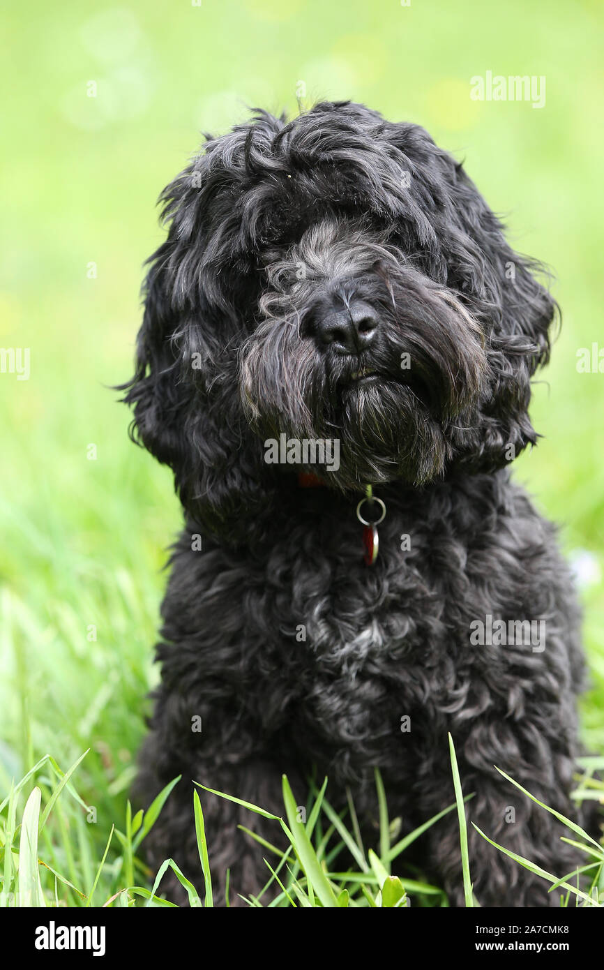 Cockerpoo Jumping High Resolution Stock Photography and Images - Alamy