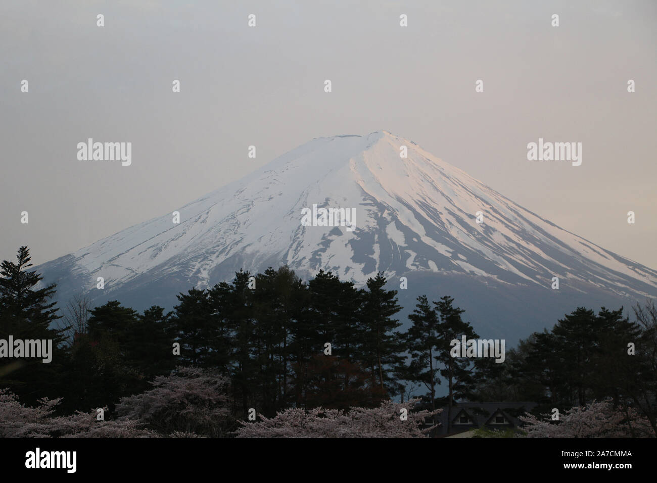 snow-capped mountain in Japan with cherry blossoms fuji Stock Photo
