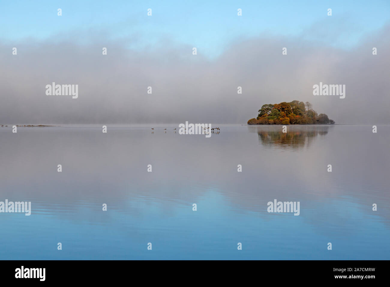Early morning Derwent Water in the Lake District national park in England.  Mist on the lake, and a flock of geese flying low past a small island. Stock Photo