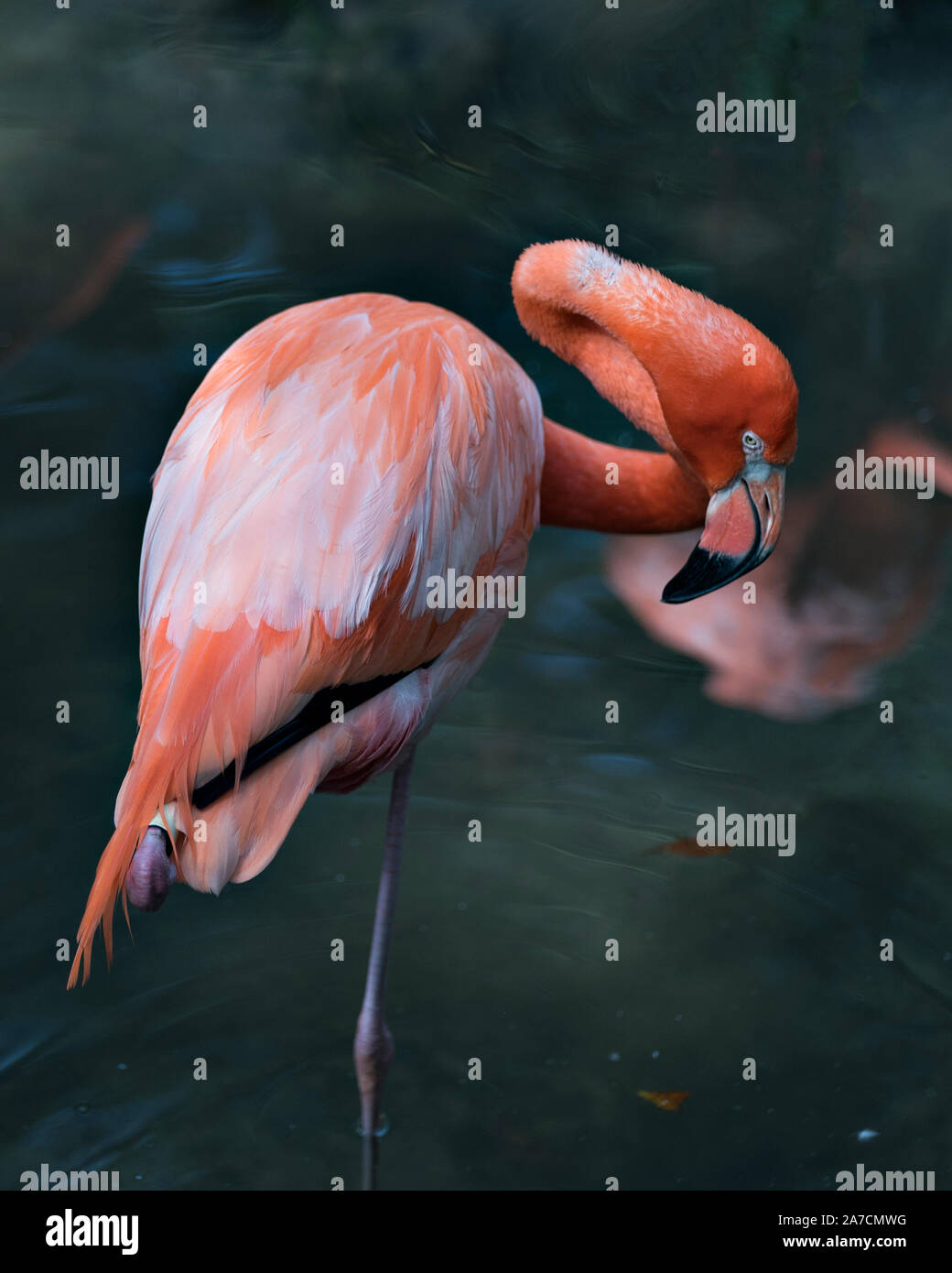 Flamingo bird standing in the water on one leg with a close up view and displaying its beautiful body, head, beak, eye, in its environment and surroun Stock Photo