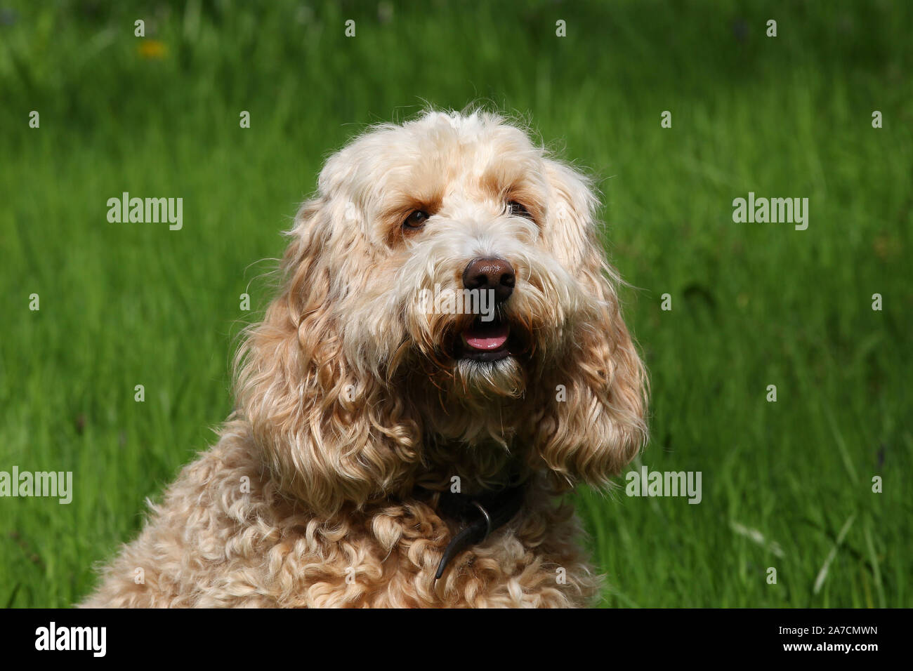 Hind head hill hi-res stock photography and images - Alamy