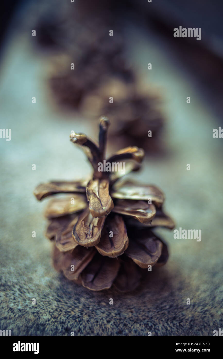 pine cones on an old stone surface in a row. Stock Photo