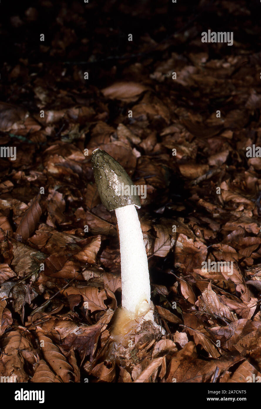 FUNGI; STINKHORN FUNGUS; PHALUS IMPUDICUS (emerging from 'egg' Stock ...