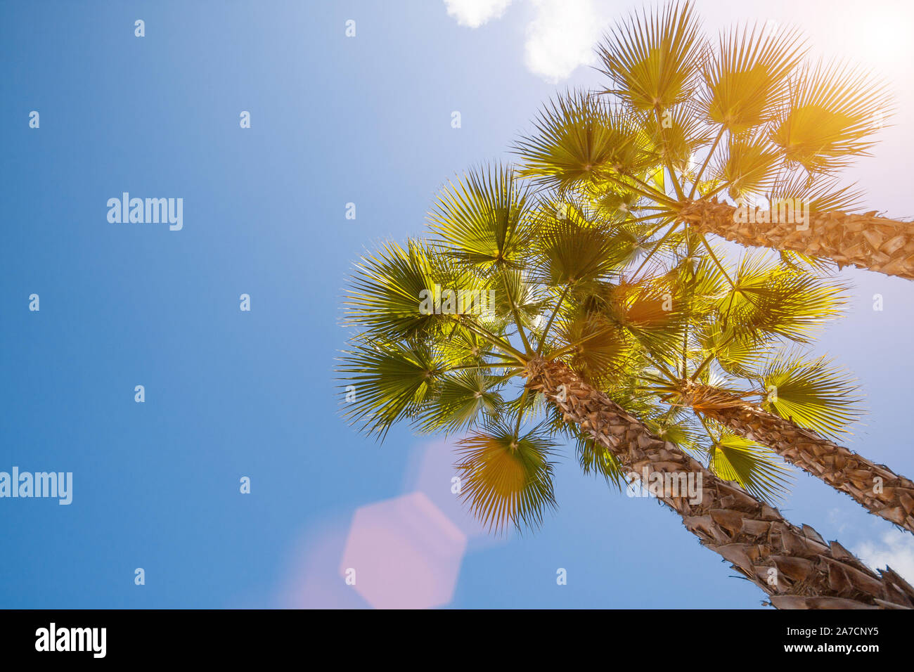 Paradise scene, beautiful palms silhouettes over blue sky Stock Photo