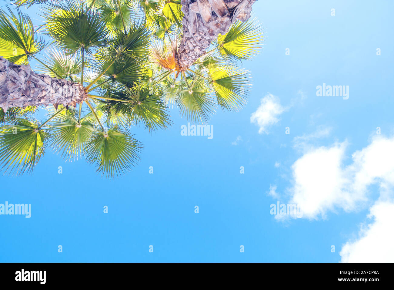 Paradise scene, beautiful palms silhouettes over blue sky Stock Photo