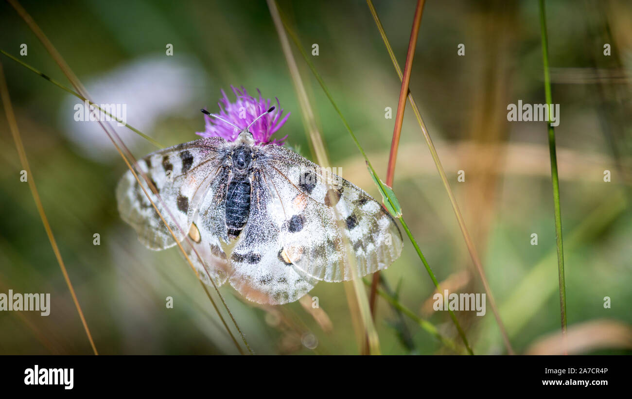 Photo taken during the Tour of the Glaciers of Vanoise, august month, with 3 children. Parnassius sacerdos butterfly. Small Apollo. Stock Photo