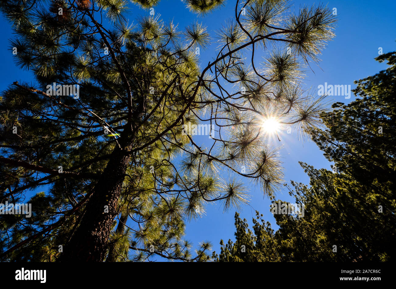 Very High Pine Wood Forest on a Sunny Day Stock Photo - Alamy
