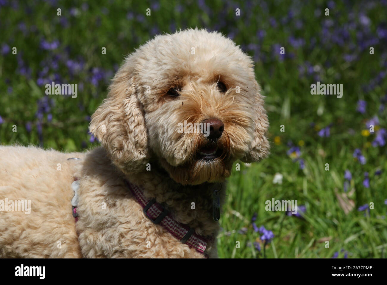 Running on chippings hi-res stock photography and images - Alamy