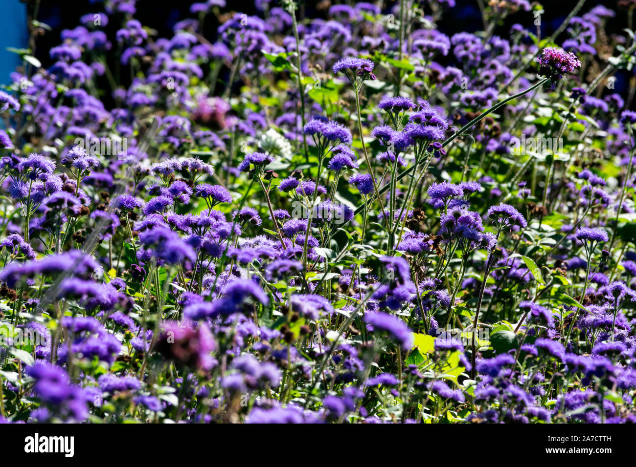 Garden. Vernonia altissima. Litlle purple flowers. International Garden Festival, Ponte de Lima, Portugal Stock Photo
