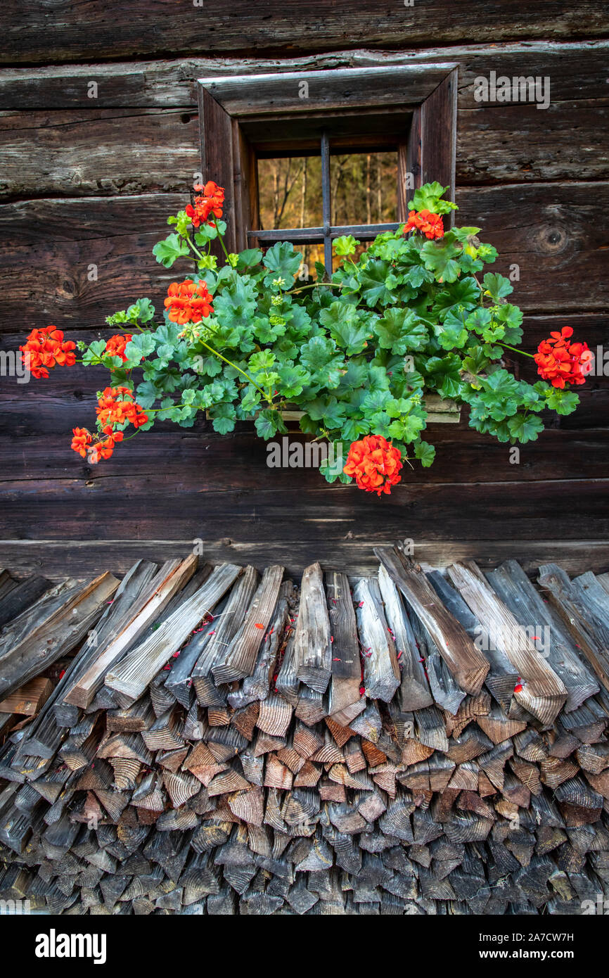 geranium in front of the window and wood pile of austrian farmhouse ...