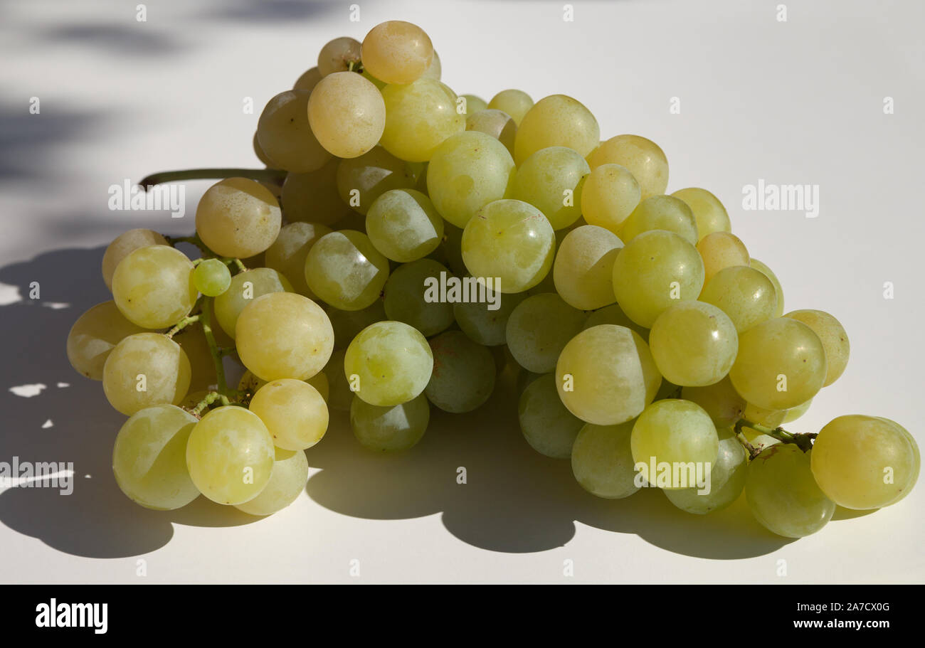 Vinog hi-res stock photography and images - Alamy