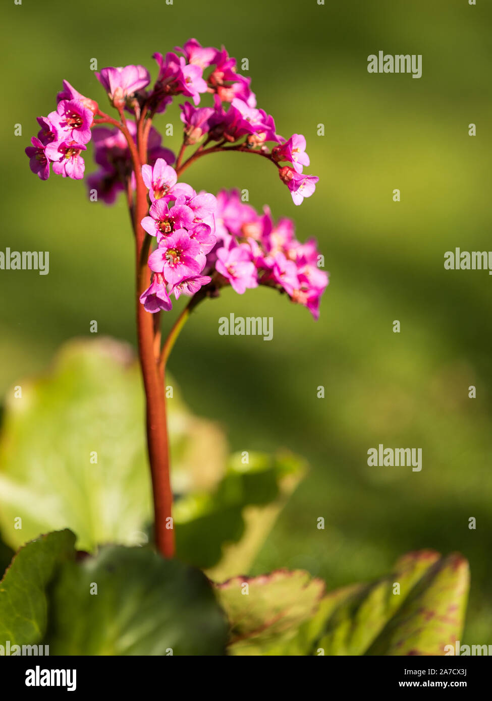 Bergenia flower close-up purple bloom with green soft background Stock Photo