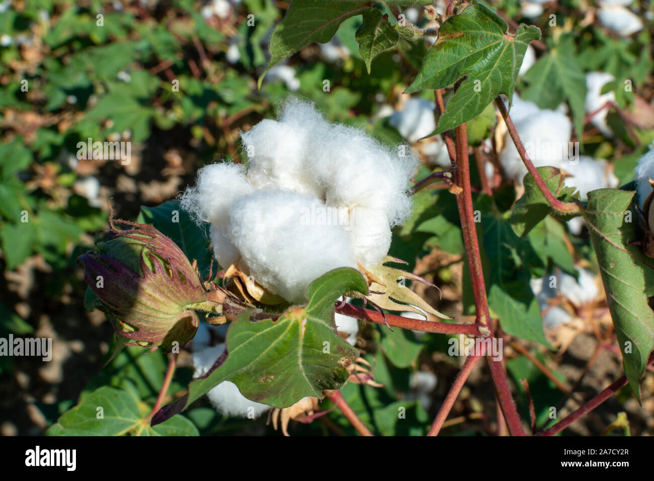 Plantations of organic fiber cotton plans with white buds ready for harvest, Andalusia, Spain Stock Photo